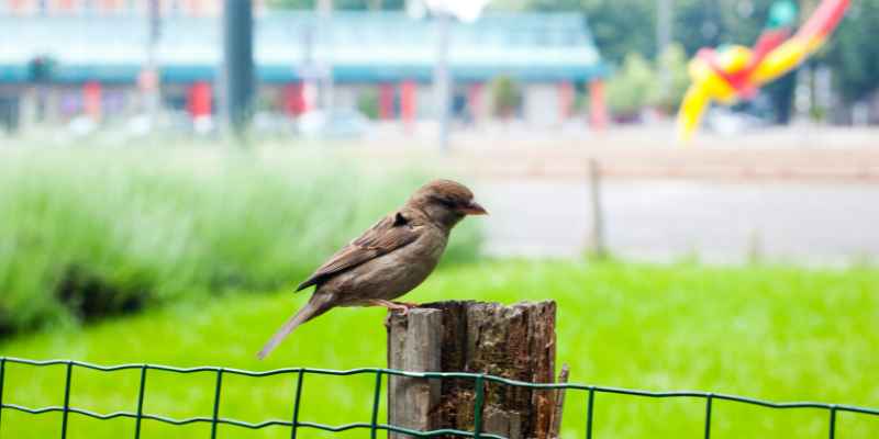 Is Chain Link Fence Cheaper Than Wood