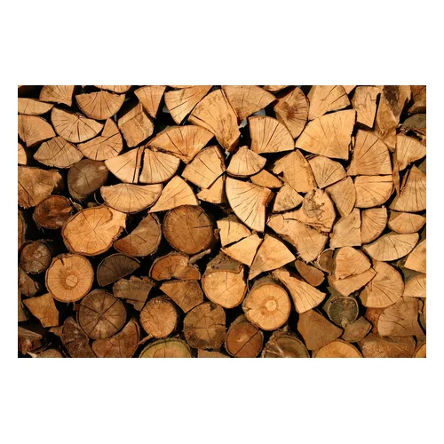 Freshly cut logs stacked for air drying