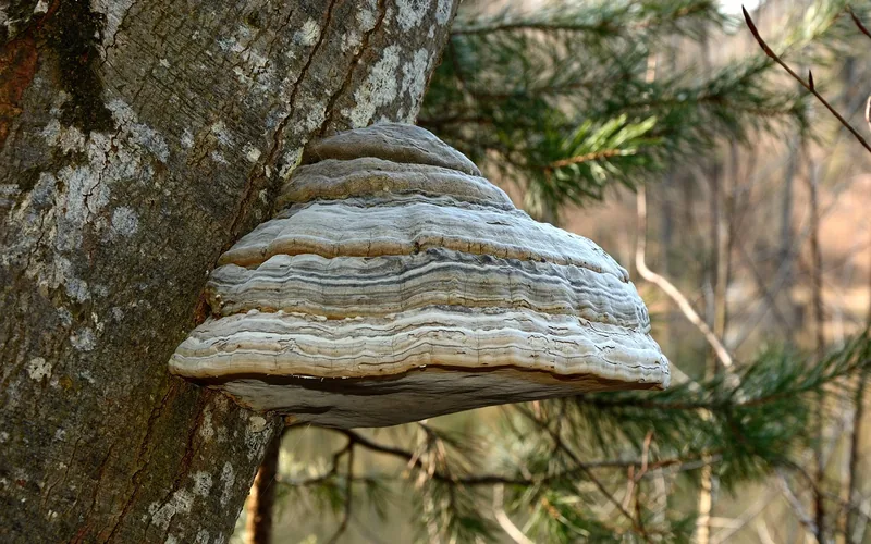 tinder fungus conk growing on a tree trunk, a natural ember-catching material tinder fungus conk growing on a tree trunk, a natural ember-catching material