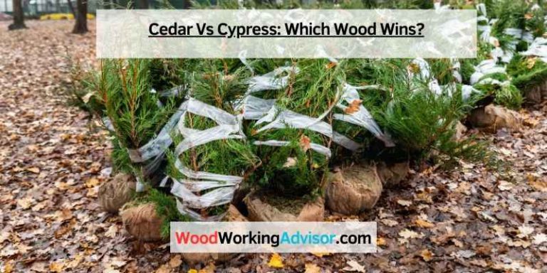 Cedar Vs Cypress