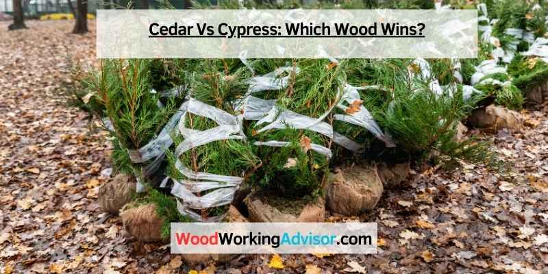 Cedar Vs Cypress