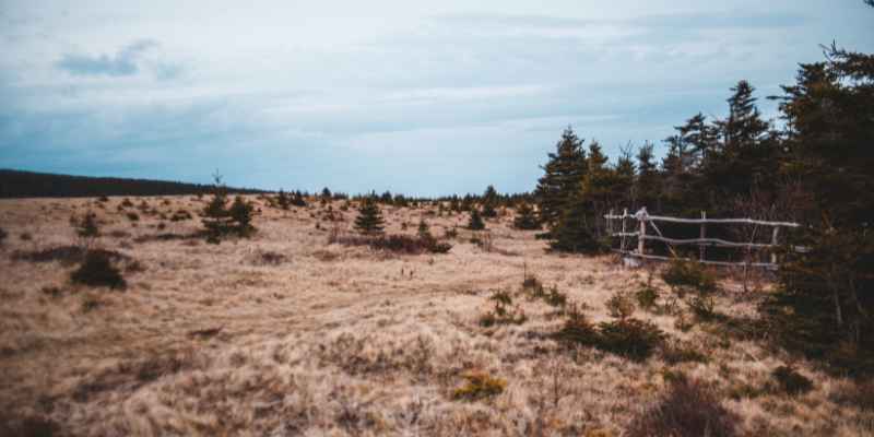 Conan how to dry  Wood 
