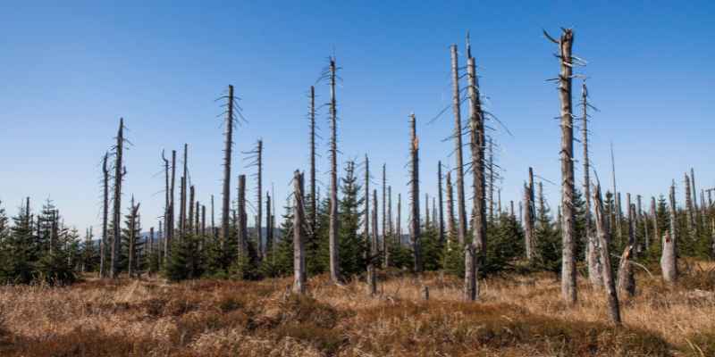 Conan how to dry  Wood 