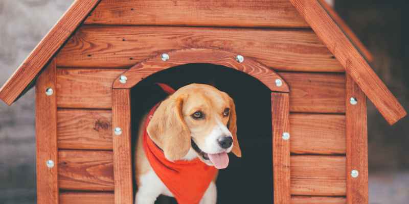 DIY Outdoor Dog Kennel Flooring Ideas: Create a Safer Space for Your Furry Friend!