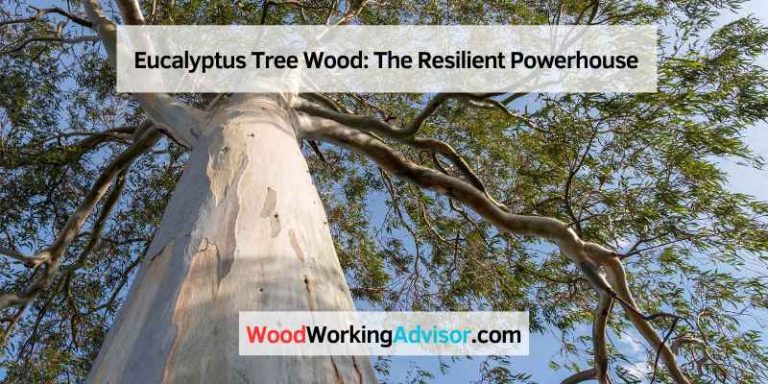 Eucalyptus Tree Wood