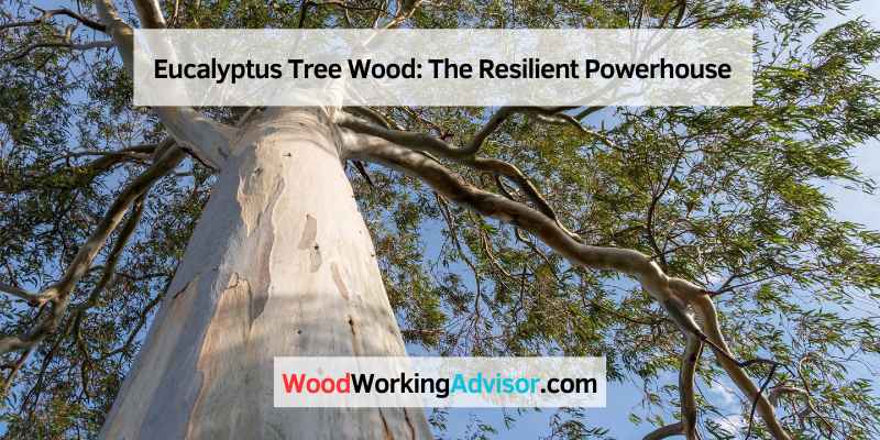 Eucalyptus Tree Wood