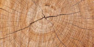 How to Stop Wood Cracks from Spreading