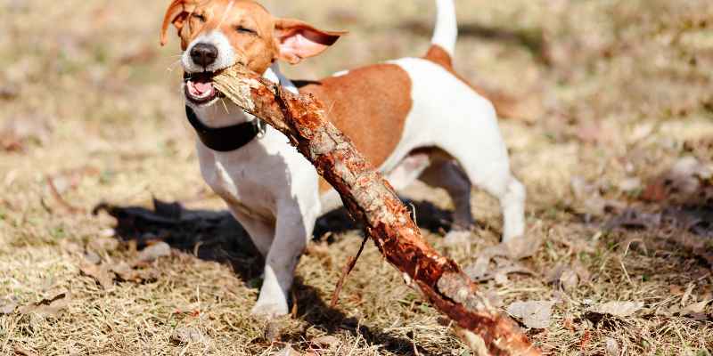 What Kind of Wood is Safe for Dogs to Chew