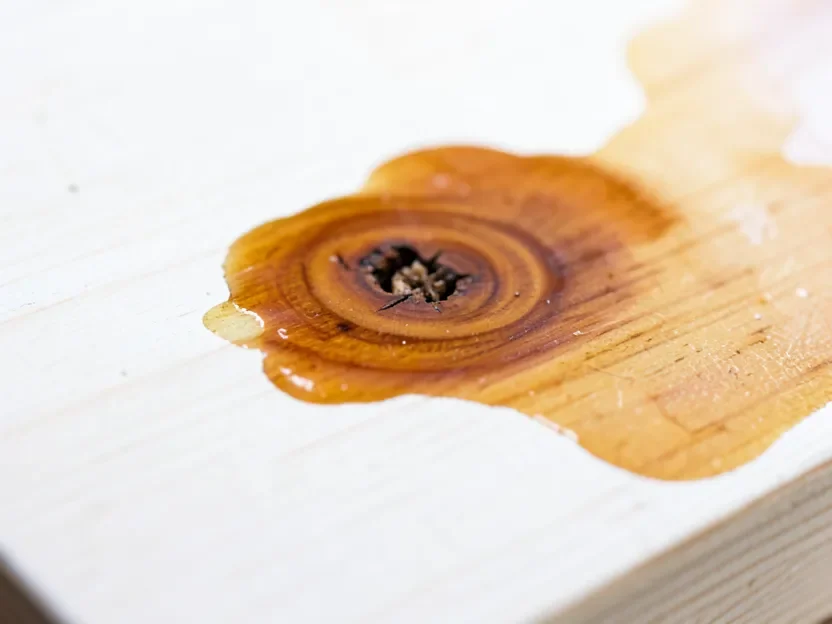 Amber resin stain bleeding through white latex paint over a wood knot on a pine board