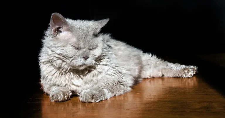 Gray curly-coated cat lying on a sunlit hardwood floor