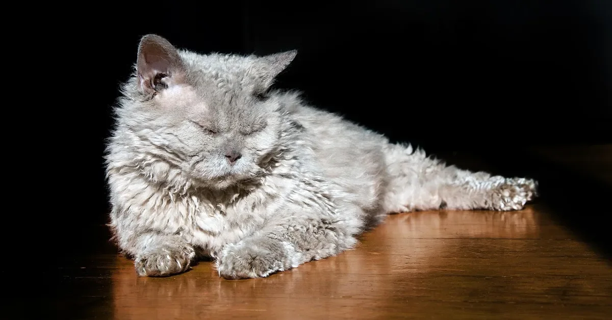 Gray curly-coated cat lying on a sunlit hardwood floor