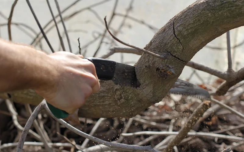 gardener using a hand saw to prune a thick garden branch gardener using a hand saw to prune a thick garden branch