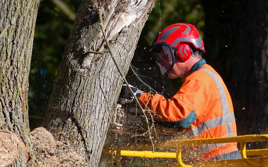 A professional arborist in a bucket lift using a Stihl-style chainsaw to prune a tree limb