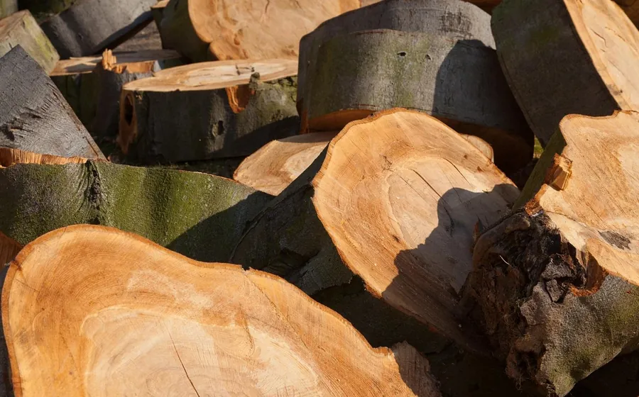 A pile of freshly cut firewood rounds from chainsaw bucking work