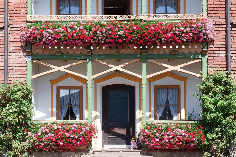 Wood balcony with multiple window flower boxes overflowing with red and pink geraniums