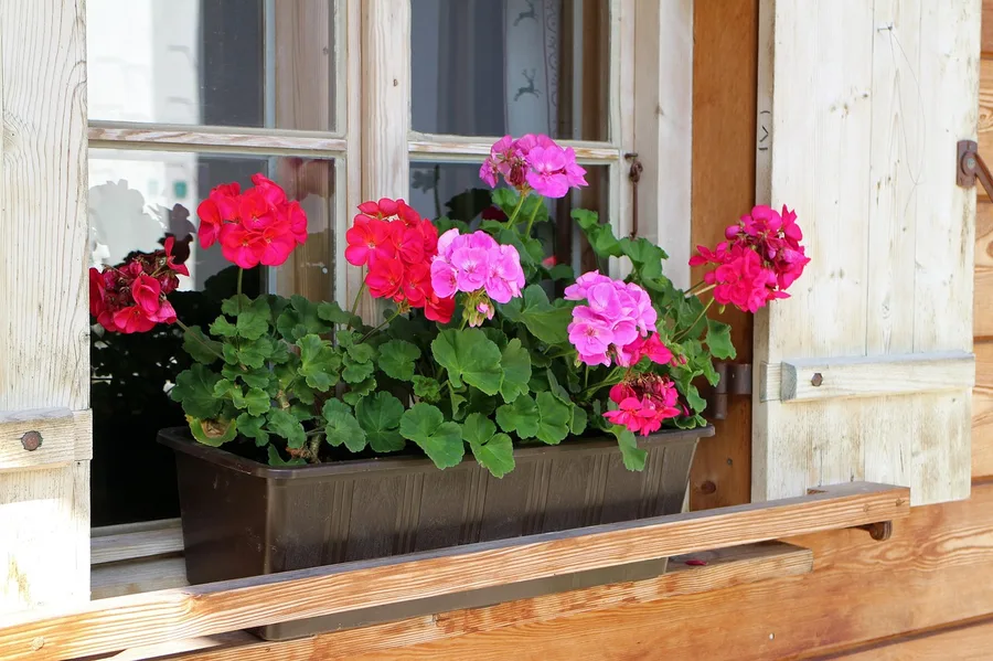 Wooden window with shutters holding a flower box planted with red and pink geraniums