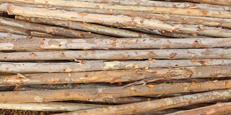 Can You Cook With Sweet Gum Wood