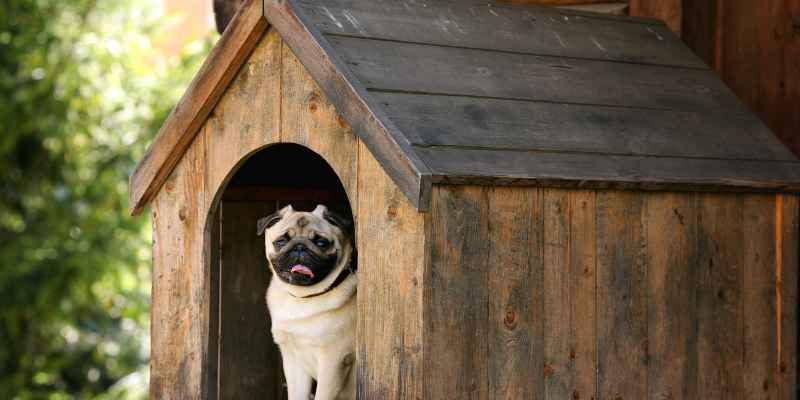 DIY Outdoor Dog Kennel Flooring Ideas: Create a Safer Space for Your Furry Friend!