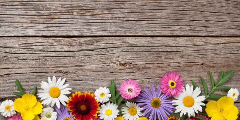 How Long Do Sola Wood Flowers Last