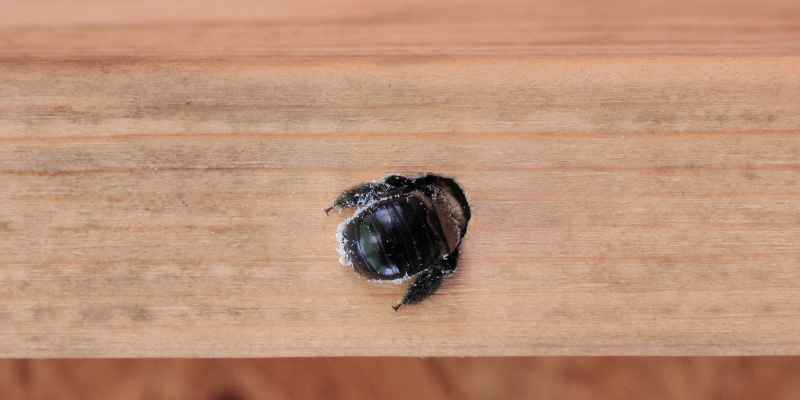 Carpenter Bees
