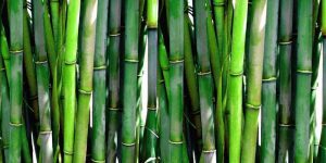 Is Bamboo Wood Strong