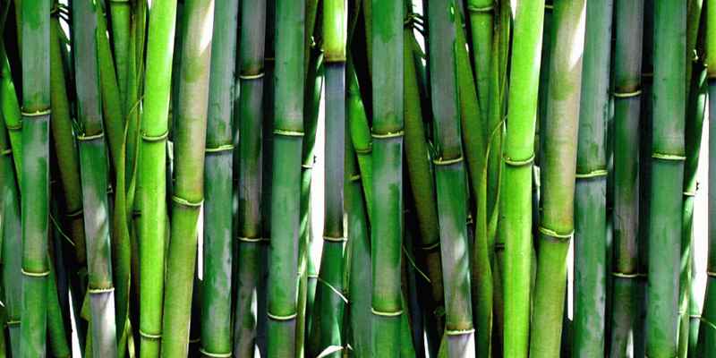 Is Bamboo Wood Strong