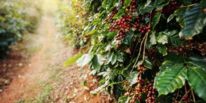 Is Cherry Wood Toxic