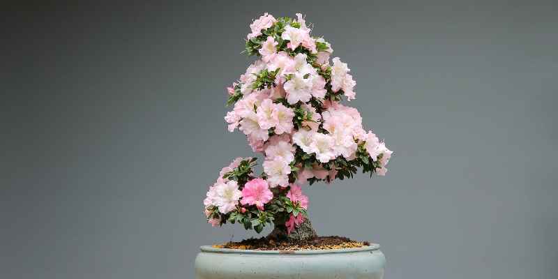 Is Sola Wood Flowers Legit