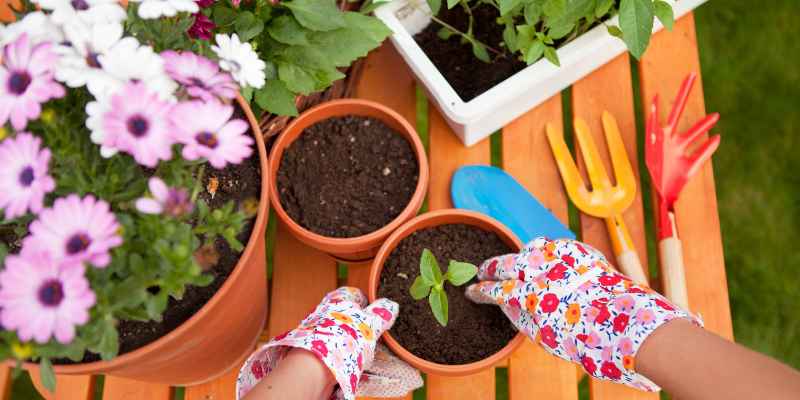 Is Stained Wood Safe for Gardens