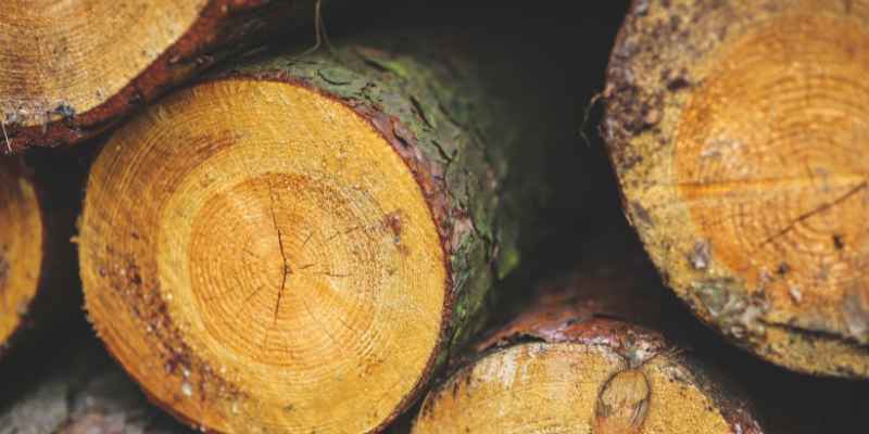 Is Willow Wood Good for Anything