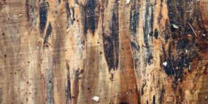 What Causes Spalting in Wood