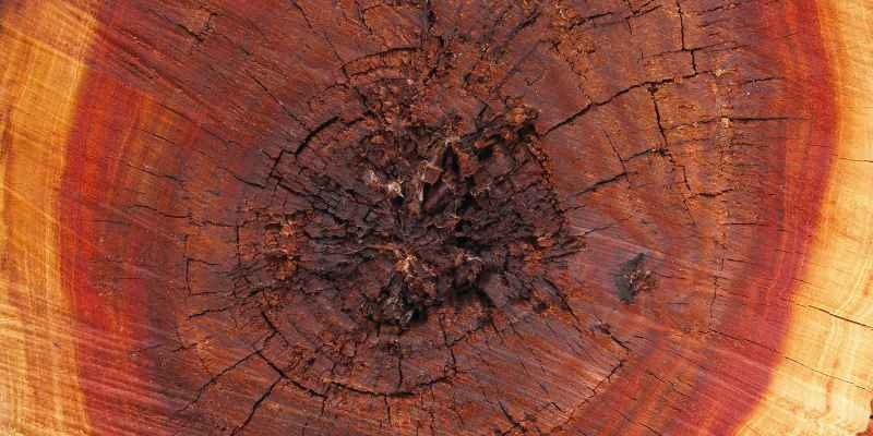 What is Pith in Wood