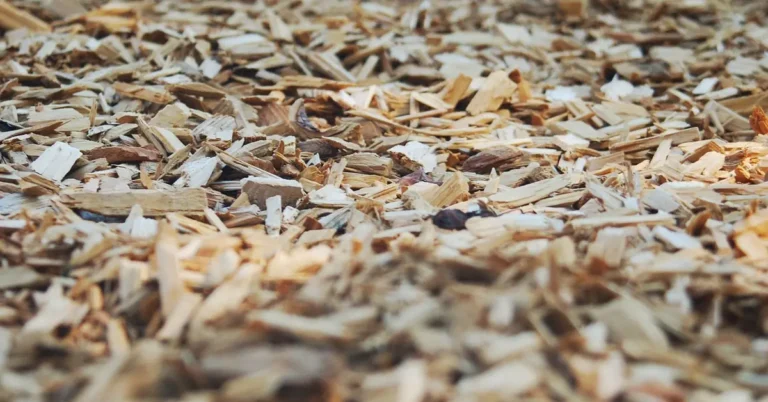Cedar wood chips and mulch used for natural insect repellent