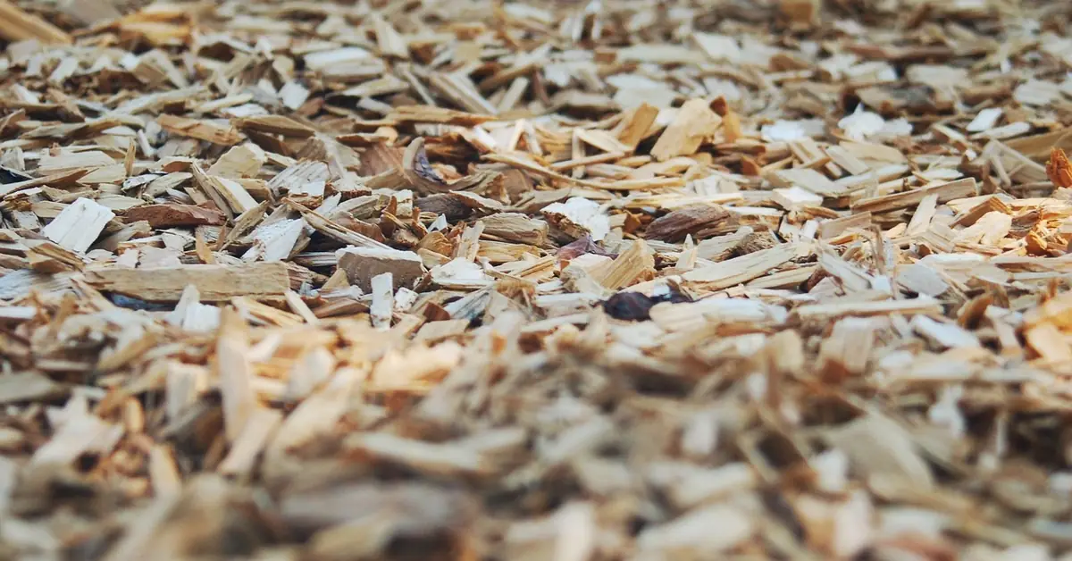 Cedar wood chips and mulch used for natural insect repellent