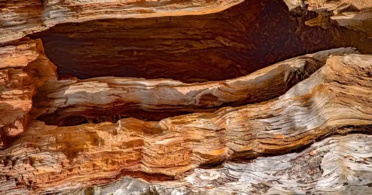 Close-up of weathered cedar wood grain showing the reddish heartwood layers that hold its aromatic oils