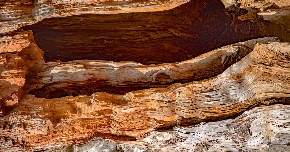 Close-up of weathered cedar wood grain showing the reddish heartwood layers that hold its aromatic oils