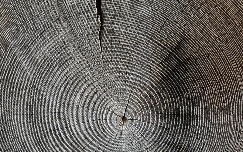 Growth rings circling the small dark pith dot at the center of a log end