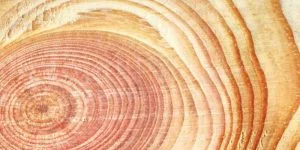 Sanded wood surface after grain raising and light sanding