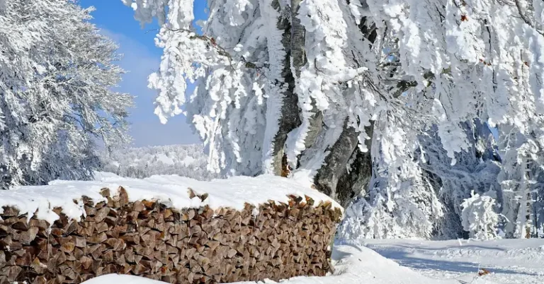 Stacked firewood pile covered in snow beside a frosted tree