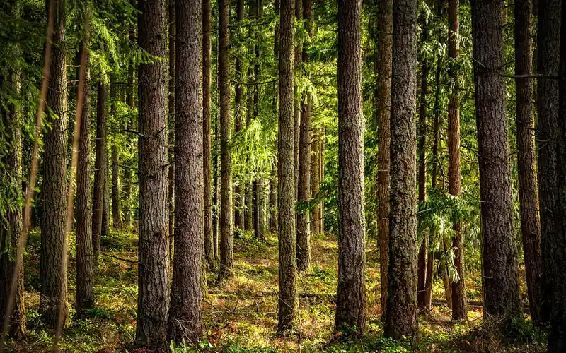 tall straight conifer trunks in a western forest