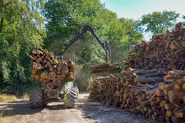 Sustainably harvested ash logs being collected in a managed forest