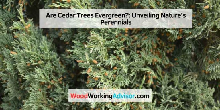 Are Cedar Trees Evergreen