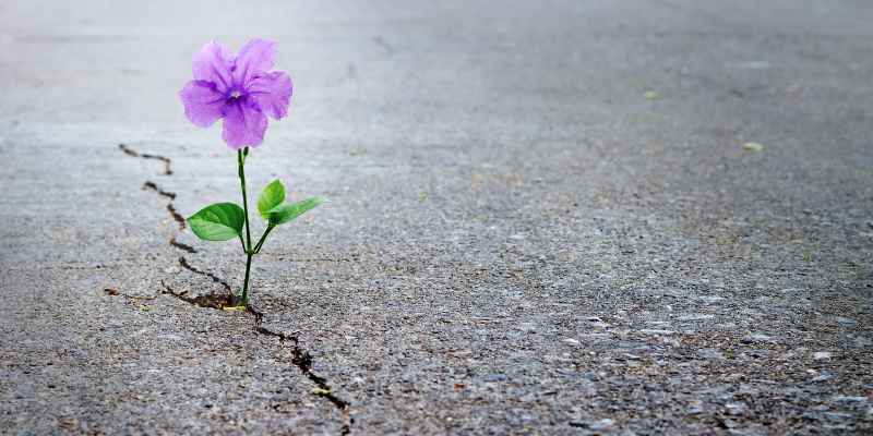 Ash Wood FF7 Rebirth