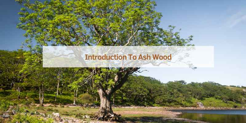 Introduction To Ash Wood