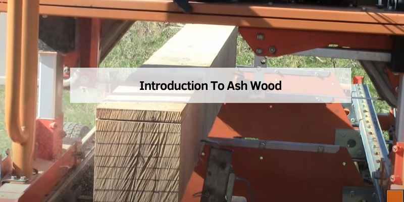 Introduction To Ash Wood