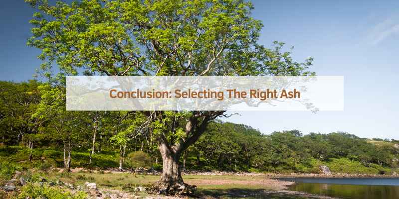 Conclusion: Selecting The Right Ash