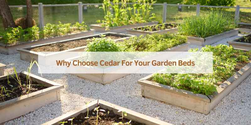 Best Cedar for Raised Garden Beds