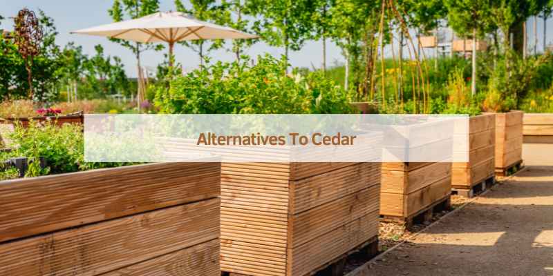 Best Cedar for Raised Garden Beds