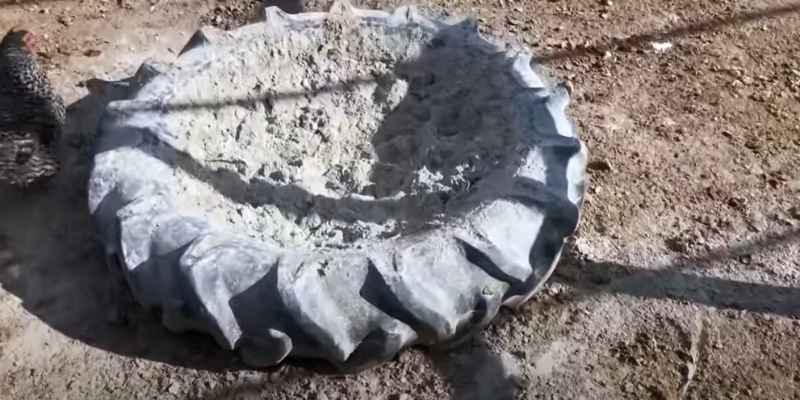 Best Wood Ash for Chickens