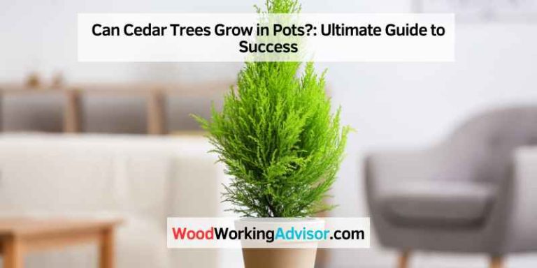 Can Cedar Trees Grow in Pots